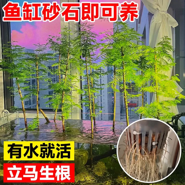 水杉水培造型盆景四季室内办公室好养活懒人绿植鱼缸景水养植物