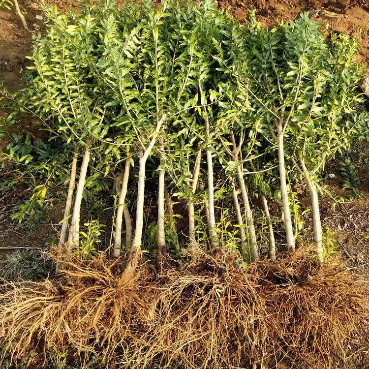 软籽石榴树苗拍一送一到手两颗红宝石软籽+黑玛瑙软籽