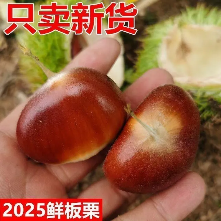师宗产地新鲜板栗农户直供生吃脆甜熟吃粉糯
