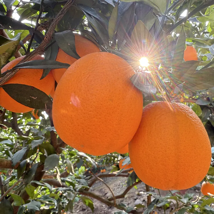湖北宜昌纽荷尔高山脐橙 现摘现发