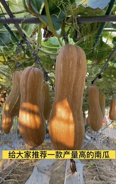高产香糯蜜本南瓜种子超甜粉面四季蔬菜种子小院盆栽可种秘本菜种