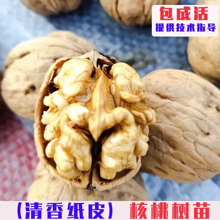 清香薄皮核桃树苗嫁接纸皮香玲核桃苗薄壳核桃树果苗南北方盆地栽