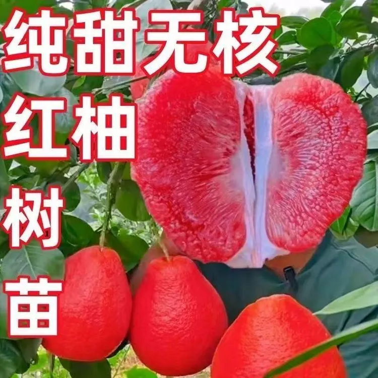 暹罗红柚树苗无核红皮红肉柚子苗盆栽地栽南北方种植阳台庭院嫁接