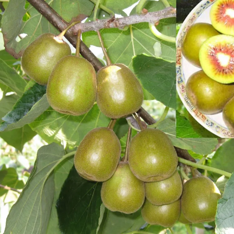 红心猕猴桃树苗自花受粉盆栽地栽当年结果南北方可种植猕猴桃树苗