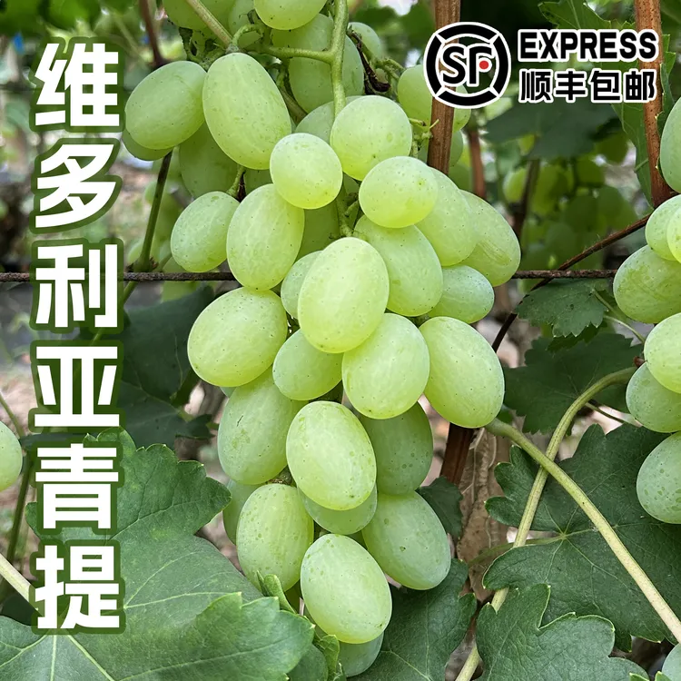 青提维多利亚青提葡萄有籽葡萄当季水果新鲜应季现摘现发3斤装