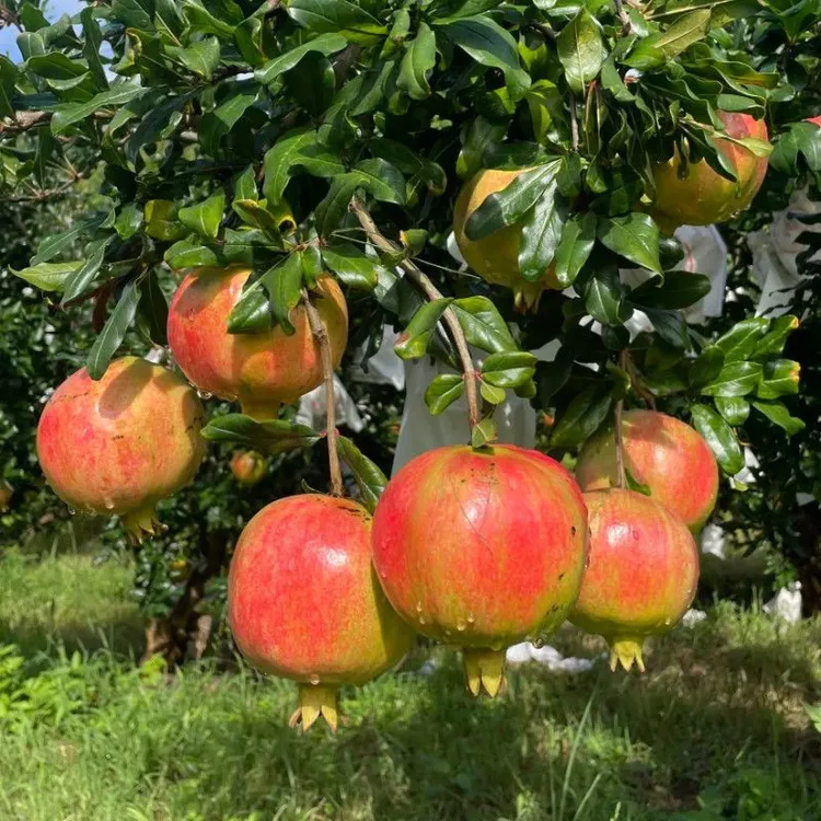 云南蒙自突尼斯软籽石榴软籽大石榴，纯甜无酸