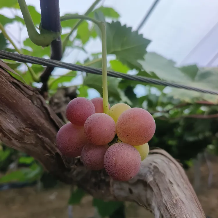 15年经典老树巨峰葡萄葡萄(须穗极少)京东包邮