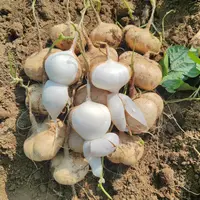 贵州新鲜地萝卜白地瓜农家种植凉薯当季时令水果蔬菜白心