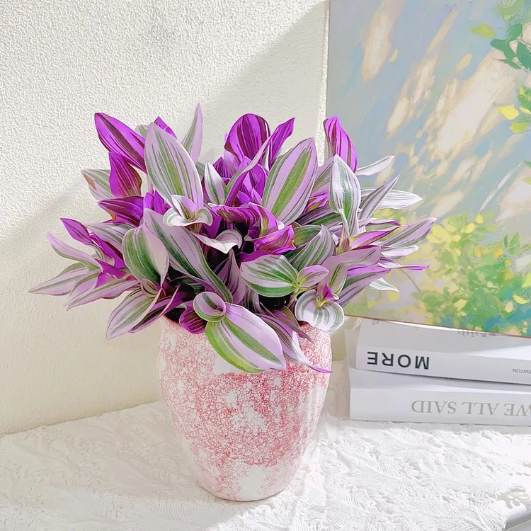 油画婚礼吊兰老桩变色梦幻紫色爆盆养观叶花卉绿植盆栽好养易活