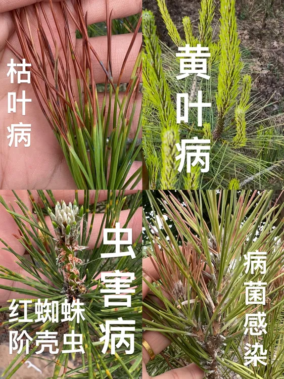 黑松地景 五针松 黄山松 赤松 杂木 枯叶黄叶锈斑红蜘蛛蚧壳虫