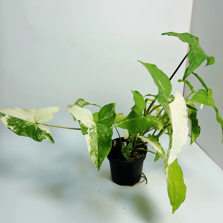 白锦合果芋 入门级锦化植物 天南星科 5叶以上 新手推荐 皮实好养