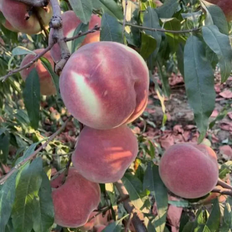 冬桃树果苗嫁接血桃苗果树大早熟南方北方种植水蜜桃子苗