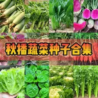秋播速生各种种子盆栽家庭蔬菜易种高产庭院阳台室内庭院子籽