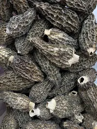 [一言妈妈中秋专场] 半野羊肚菌
