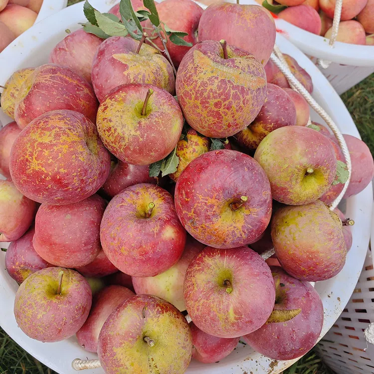 双11特惠专享】大凉山糖心丑苹果新鲜水果产地直发脆富士苹果现摘
