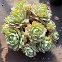 883恋曲 一物一拍多肉