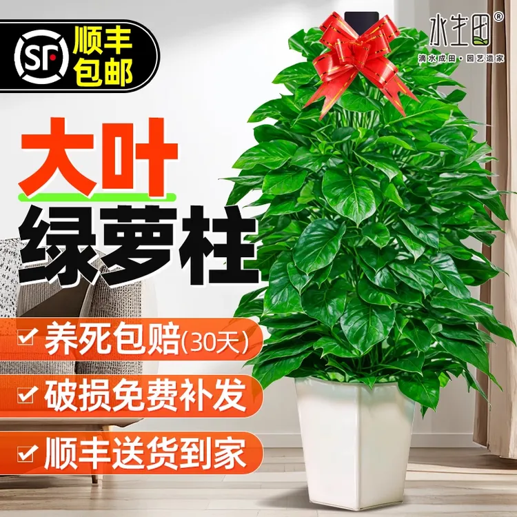 大叶子绿萝柱夏天室内植物盆栽大盆新家客厅办公室电视柜两旁装饰