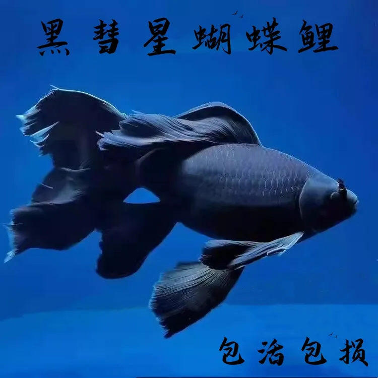 精选黑彗星蝴蝶鲤黑色纯黑冷水锦鲤观赏鱼好养耐活包邮精品好看