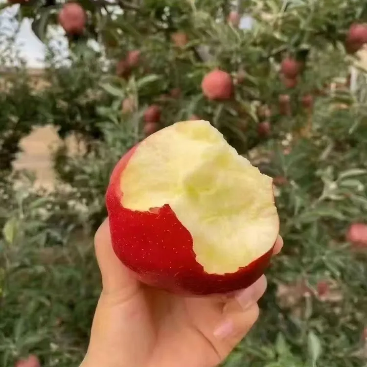 花牛苹果品尝果6枚装味道好老花牛