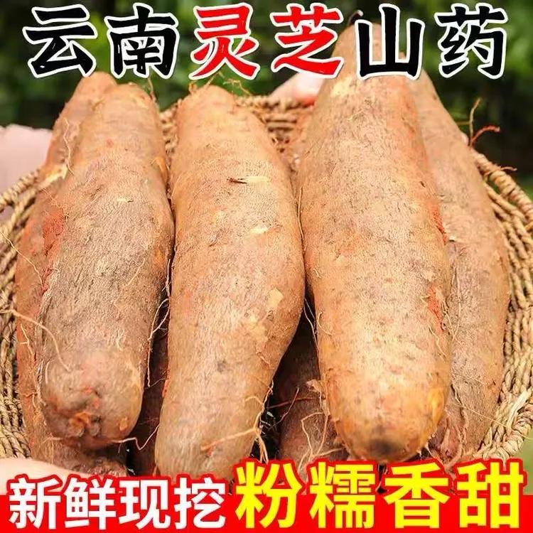 云南灵芝山药新鲜现挖粉糯香甜高原红土地种植营养饱腹糯软美味
