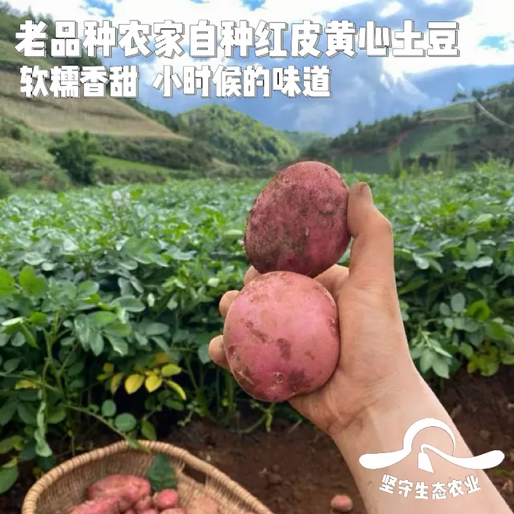 【云南仓直发】高原红皮土豆5斤！高海拔种植口感绵密的土豆！！