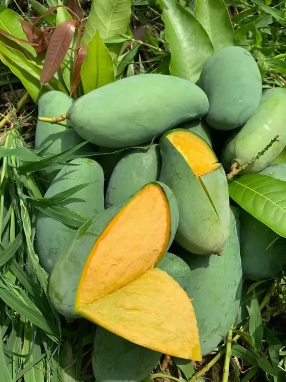 广西正宗套袋桂七芒果新鲜采摘香甜多汁6斤10斤包邮