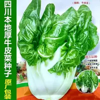 四川本地厚皮菜种子厚肉牛皮菜种籽耐热耐抽苔阳台秋季播蔬菜