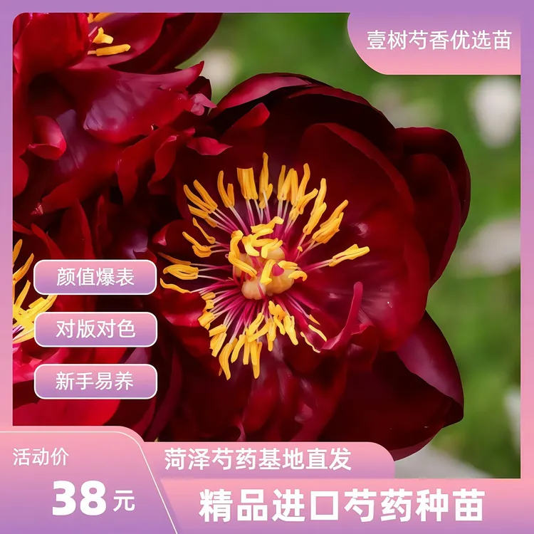 【芍药巴克艾美人】种苗源头直发保对版盆栽阳台办公室芍药花