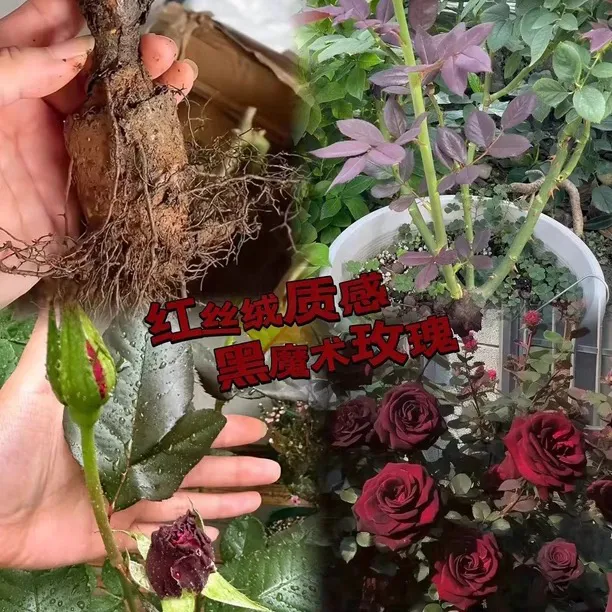 玫瑰花苗盆栽室内外绿植耐寒四季开花阳台庭院月季花卉好养
