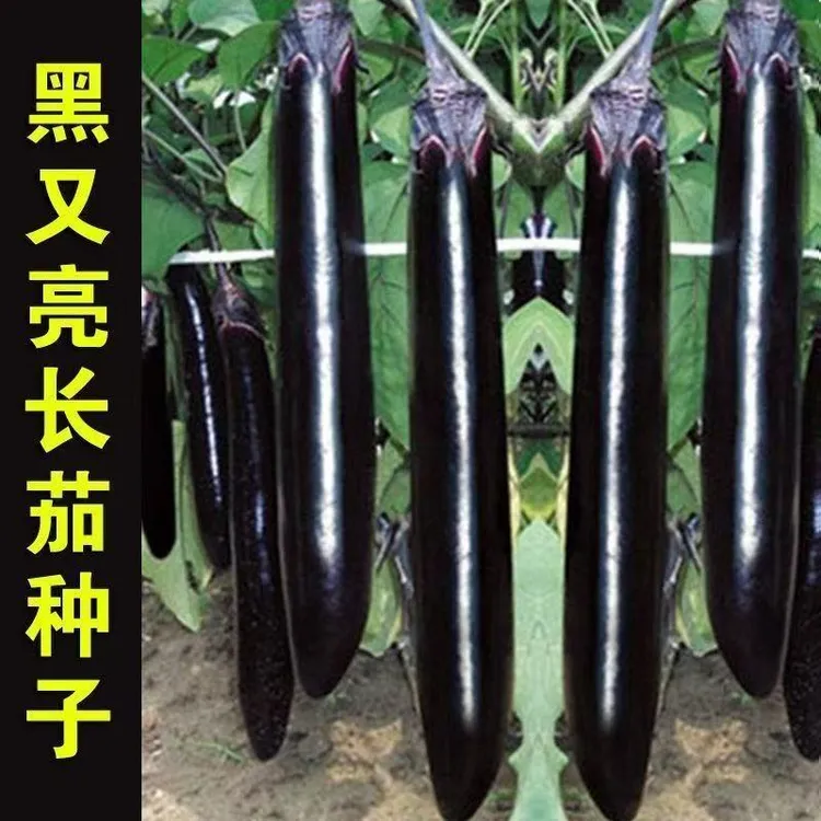 【黑玛丽黑贵人长茄种子】黑贵人长茄种子四季阳台盆栽