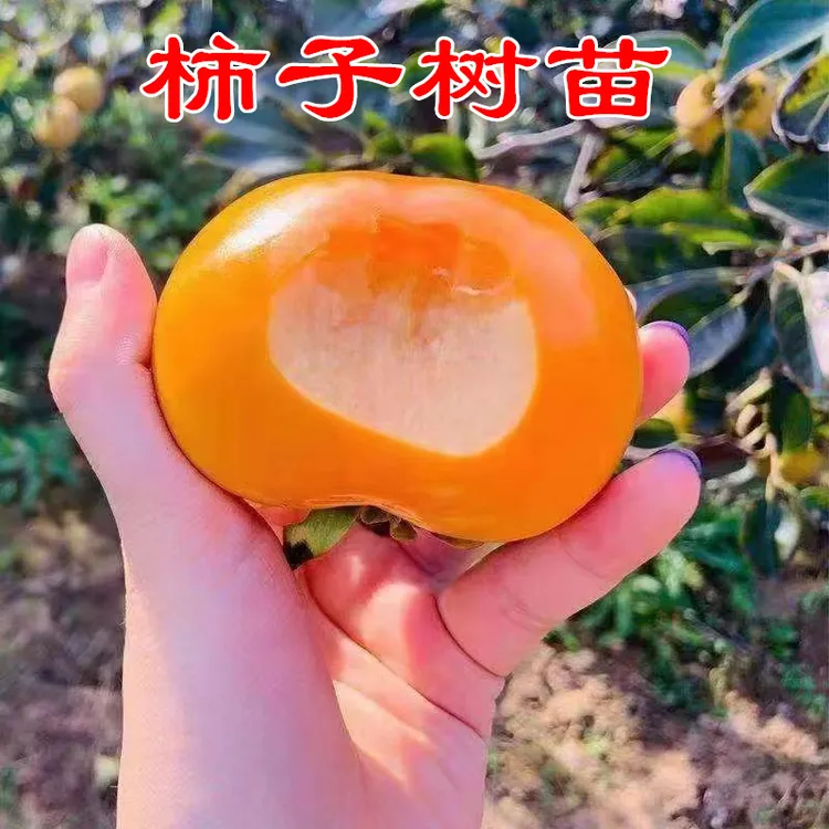 甜脆柿子苗冰糖心甜柿子树苗果树苗南北方种植嫁接果树苗柿子苗树