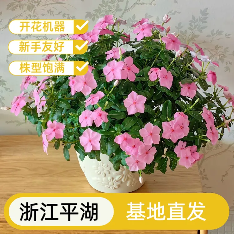长春花天天开耐热耐晒多年生半木本盆栽地栽四季开花好养庭院阳台