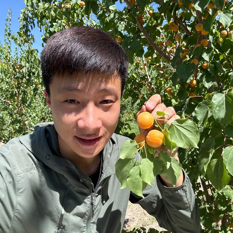 新疆阿克苏小红杏3斤净(顺丰空运)