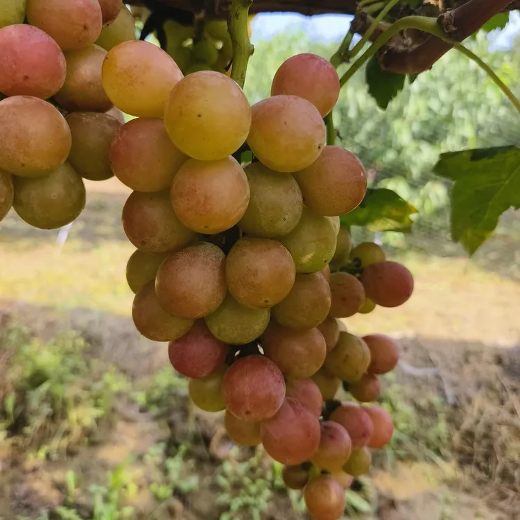 顺丰包邮妮娜皇后葡萄无酸新鲜花香酒香孕妇水果
