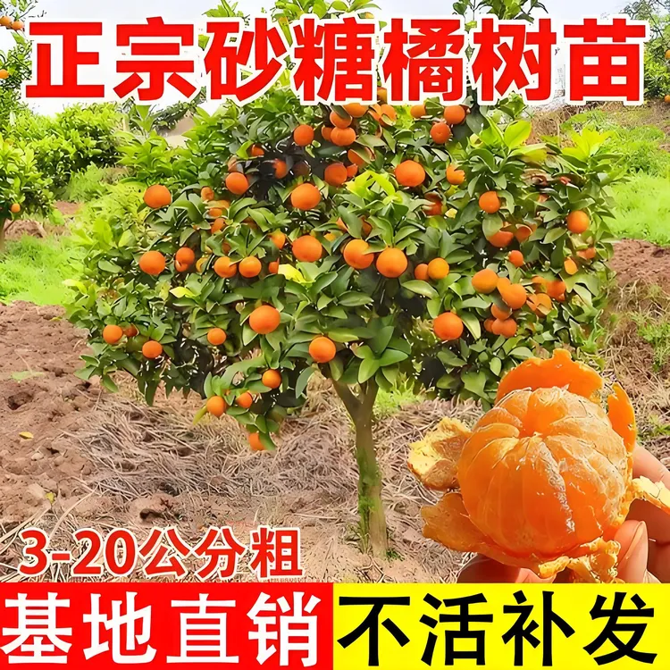 广西砂糖橘沃柑东方红树苗老桩盆栽南北水果耐寒种植高产庭院