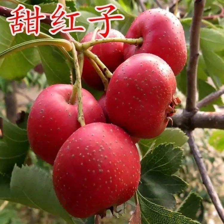 甜红子山楂树苗嫁接山楂树苗南方北方种植当年结果矮化山楂树庭院