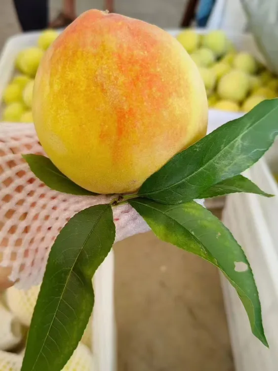 建宁正宗双溪锦绣黄桃每日现摘现发爆甜多汁清脆爽口