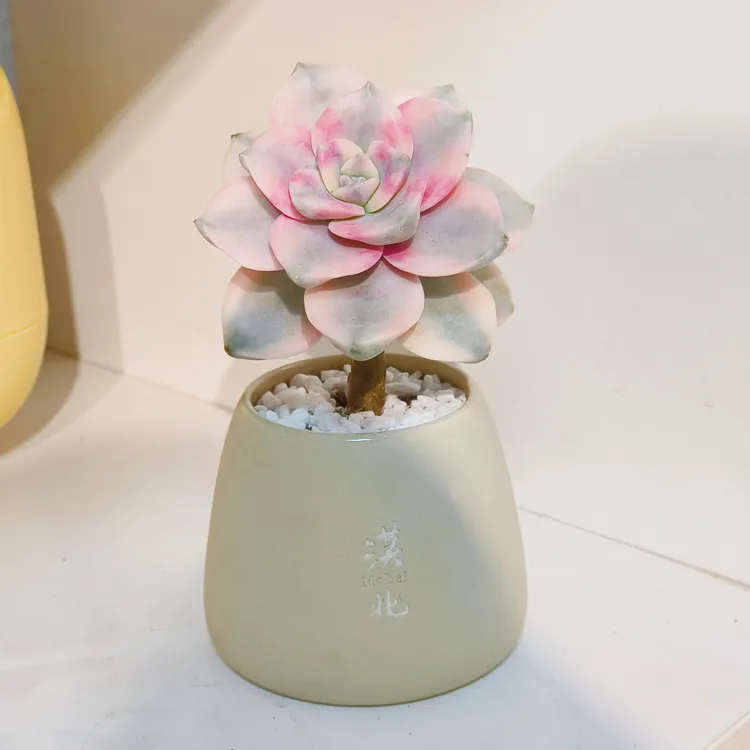 紫乐锦小桩子稀有小众多肉植物盆栽室内桌面净化空气好养活花卉