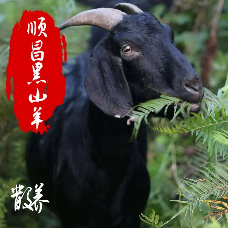 【顺昌散养黑山羊】福建南平顺昌散养黑山羊山羊肉宰杀顺丰冷链包邮
