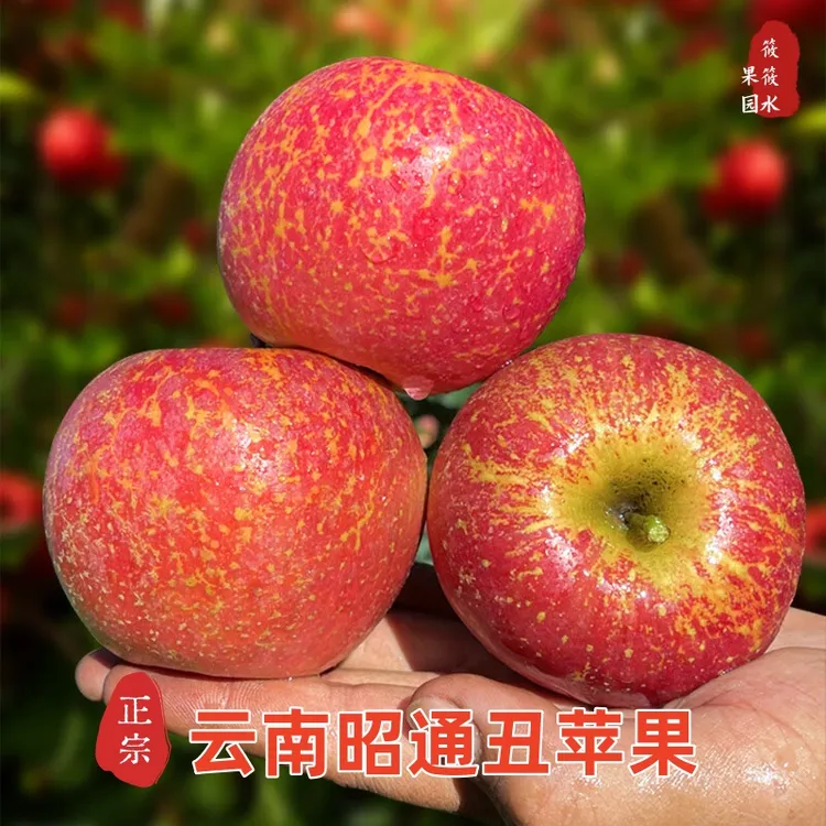 云南昭通丑苹果当季新鲜水果冰糖心水果脆甜多汁果园优选礼盒包装