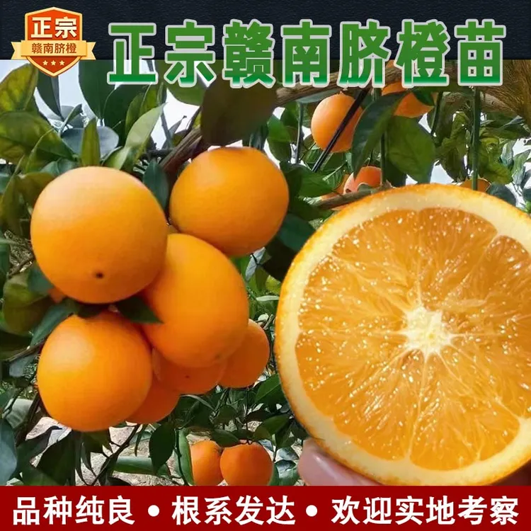 正宗赣南脐橙苗纽贺尔黄脐橙苗黄心高产嫁接纽荷尔江西赣州果树苗