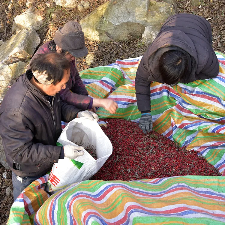 山茱萸正宗秦岭正品中药材纯野外生长山萸肉枣皮特级泡酒料