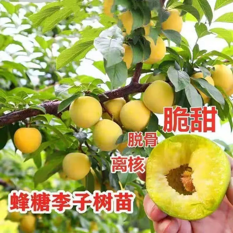 正宗嫁接特大蜂糖李子树苗盆栽地栽南北方种植当年结果蜂糖李树苗商品图