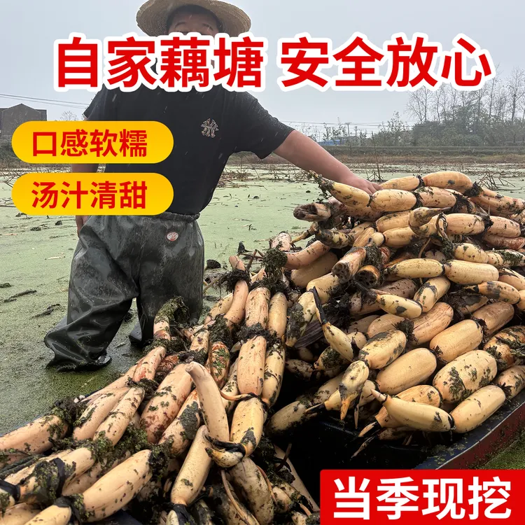 煲汤带泥发货新鲜莲藕藕新鲜现挖莲藕湖北正宗洪湖粉莲藕