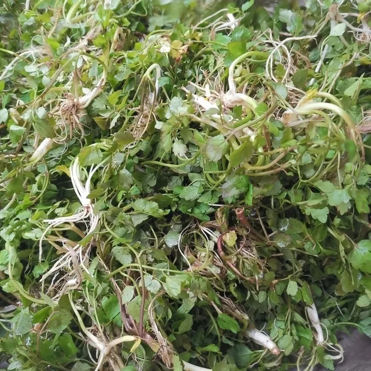 贵州高山新鲜野芹菜细叶剪刀芹山菜可做酸菜火锅菜新鲜现发