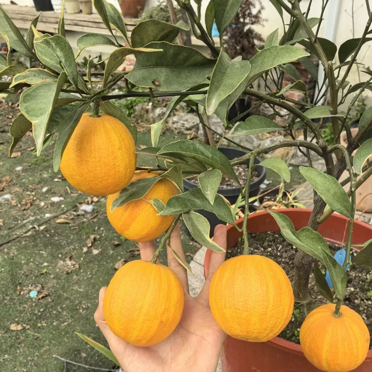 柑橘树花叶金丝橙树苗桔子树矮小盆栽阳台耐热纯甜高颜值盆栽果树