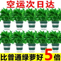 【抢购中】绿萝盆栽室内好养吸除甲醛净化空气水培植物绿植花卉箩