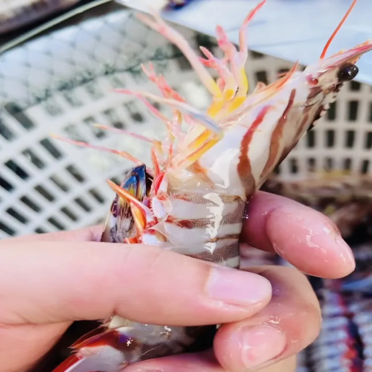 8-10条/一斤汕尾本港海捕现捞活冻野生九节虾斑节虾 