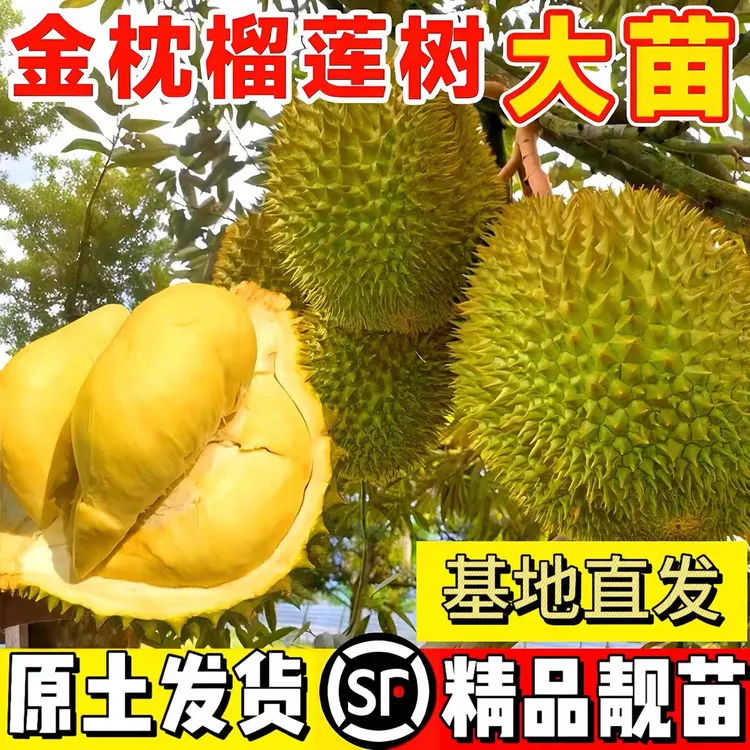 榴莲苗果树苗嫁接榴莲树苗泰国榴莲苗南方种植带土苗金枕榴莲苗