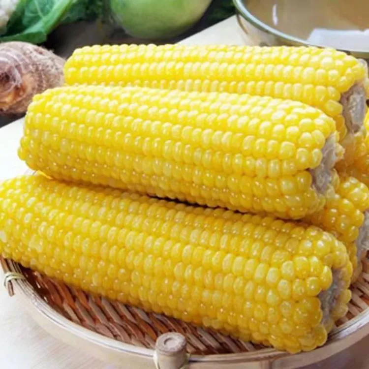 。{}黄金甜粘糯大棒玉米香甜糯玉米种子黄糯粘玉米种子蔬菜种